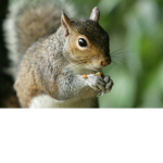 Squirrels of Robloxia