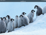 PENGUIN ARMY JOIN FOR THE PENGUINS