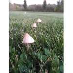 Mushroom.