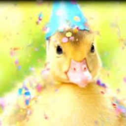 Party with ducks!