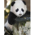 The fans of pandas