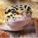 The World Of Reptiles