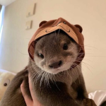 OtterlySpecial