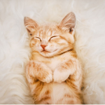 im a cat Im a cat