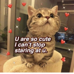 .coolcatz_