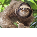 Sloth-Nation