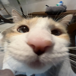 Miauh