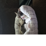 Shāđě