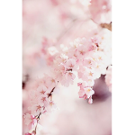 Blossom and bloom always!