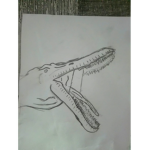 Osman_1254