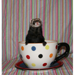 Tea Party Ferrets