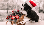 This the season
