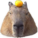 Elite Capybara gang