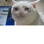 Cats>>