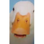 ENERGETIC GOOSE