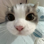 kris’ cat corner