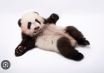 Bored pandas