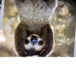 SlothGROUPP