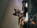 Cat is so sussy