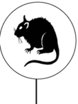 The Sewer Rats Underground Networks