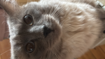 ∘cat123