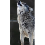 +/The Wolf Pack\+
