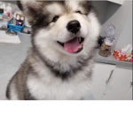 Dogs are the best things