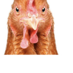 Chicken doge love