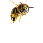 bee hangout hive