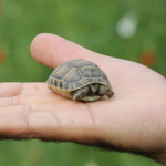 Turtel Shell