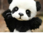 Panda Fellowships