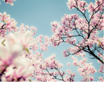 Blumen_sind_Schön