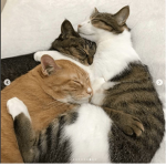 BFFS ONLYシ