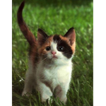 Weirdcore Cats