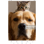 Kitten and dogs sqaud