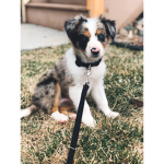 Dog fan group for the people who LOVE dogs