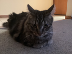 Math matthew cat