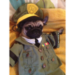 king pug army