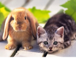 Cat Squad :D :D :D