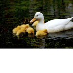 Ducko group #
