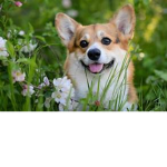 my_corgi_group