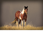 Help Save the Mustangs