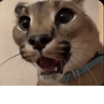Bobuxhaha