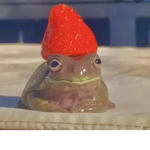 8erez froggy