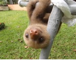 Em’s Sloth Club!!!!!!