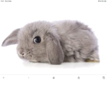 Bunnz