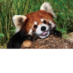 Stay calm and chill with red panda's