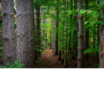 [NEW] forest run
