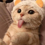 *The Kittens*