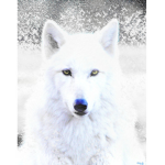 Alpha wolves / Wolf pack